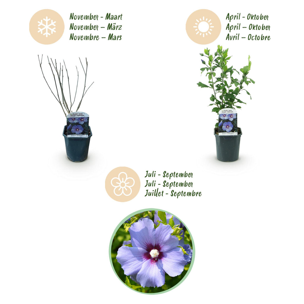Hibiscus syriacus 'Oiseau Blue' (tropical hibiscus) – blue – Ø17 cm, 45 cm high – photo 4