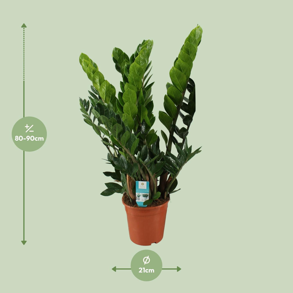 Zamioculcas zamiifolia (Glücksfeder) – Ø 21 cm, 80 cm hoch