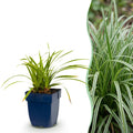 Carex morrowii 'Ice Dance' (Japanese sedge) – Ø11 cm, 15–25 cm high