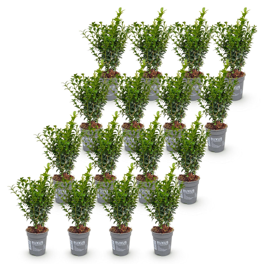 Buxus sempervirens (palmboompje) – 16 planten, Ø9 cm, 20–25 cm hoog