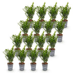 Buxus sempervirens (palmboompje) – 16 planten, Ø9 cm, 20–25 cm hoog