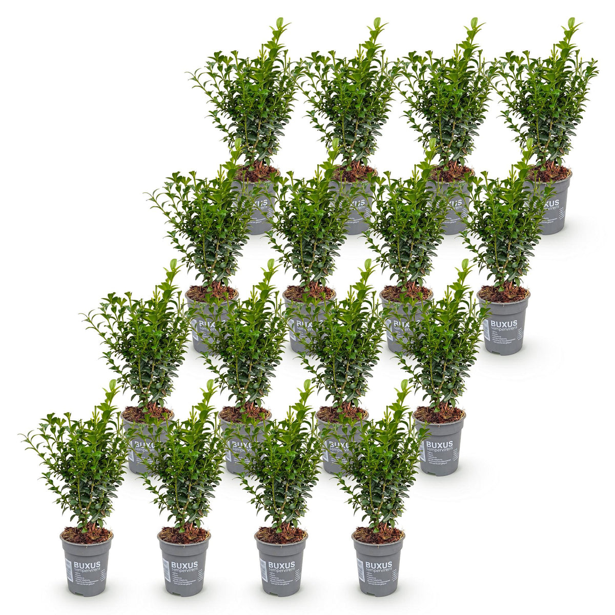 Buxus sempervirens (Buchsbaum) – 16 Pflanzen, Ø 9 cm, 20–25 cm hoch