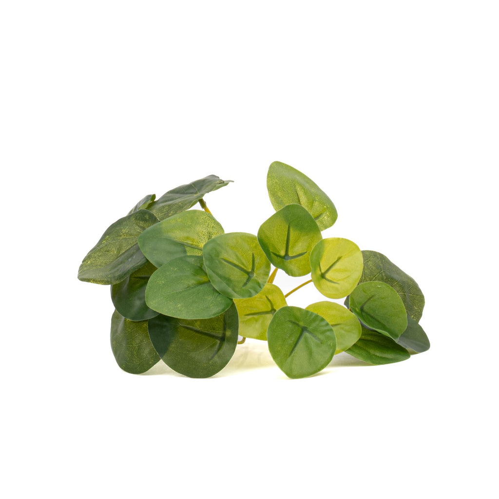 Pilea mini busk – Ø13 cm