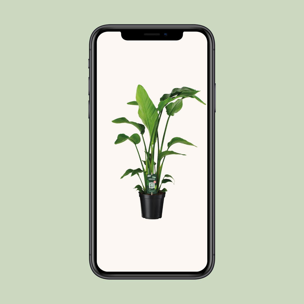 Strelitzia nicolai (weiße Paradiesvogelblume) – Ø 19 cm, 90 cm hoch