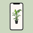 Strelitzia nicolai (weiße Paradiesvogelblume) – Ø 19 cm, 90 cm hoch