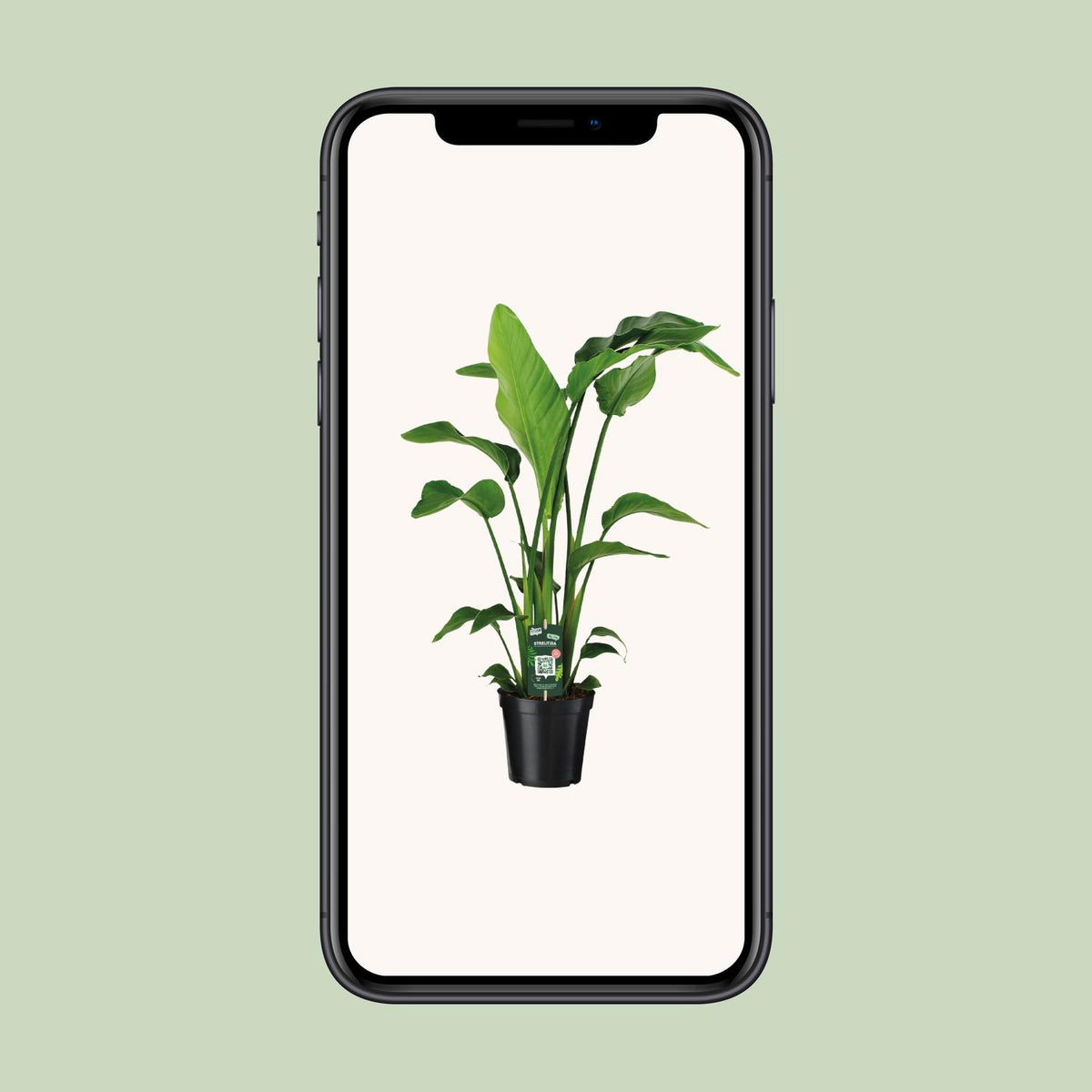 Strelitzia nicolai (weiße Paradiesvogelblume) – Ø 19 cm, 90 cm hoch