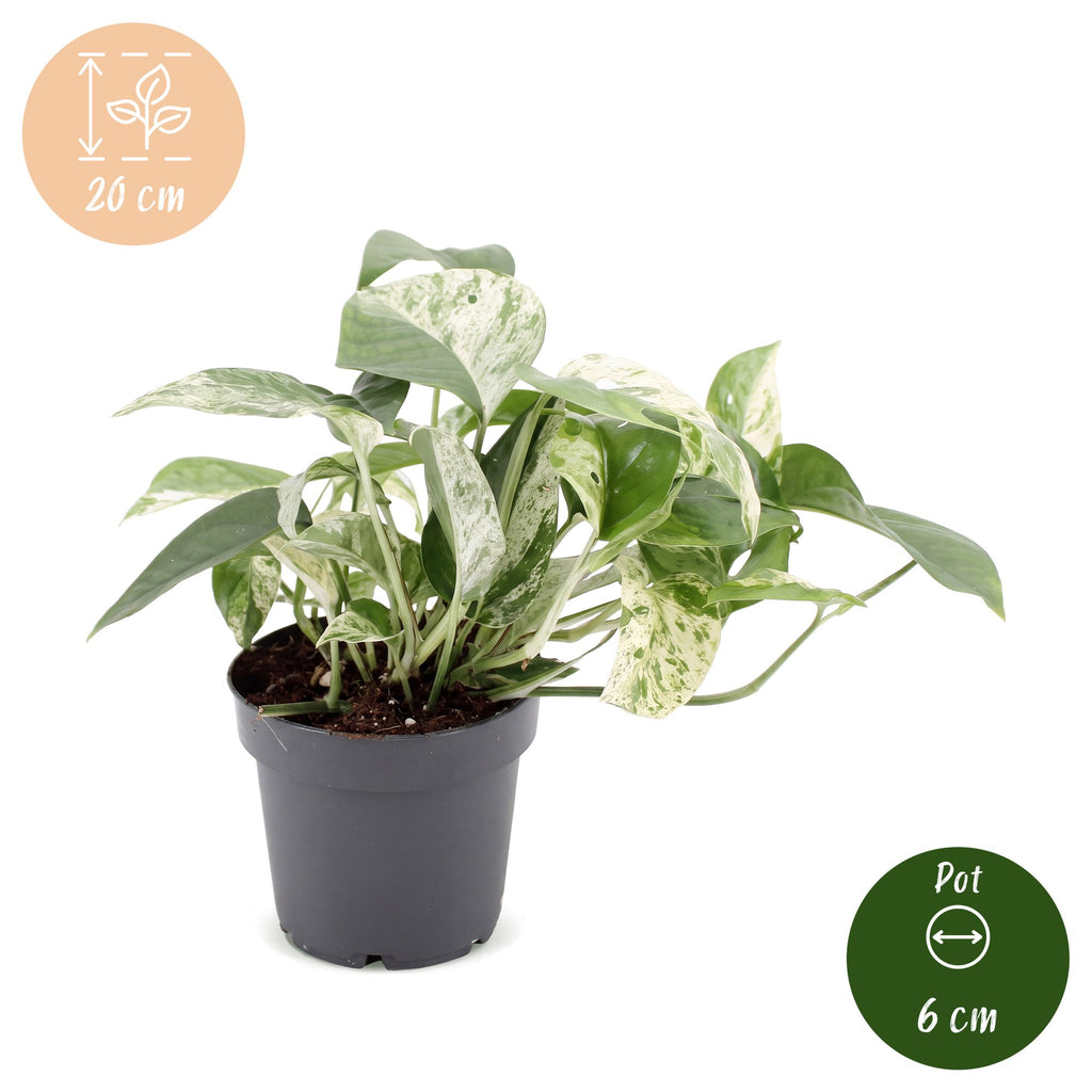 Epipremnum Marble Variegata (Scindapsus) – Ø 12 cm, 20 cm hoch