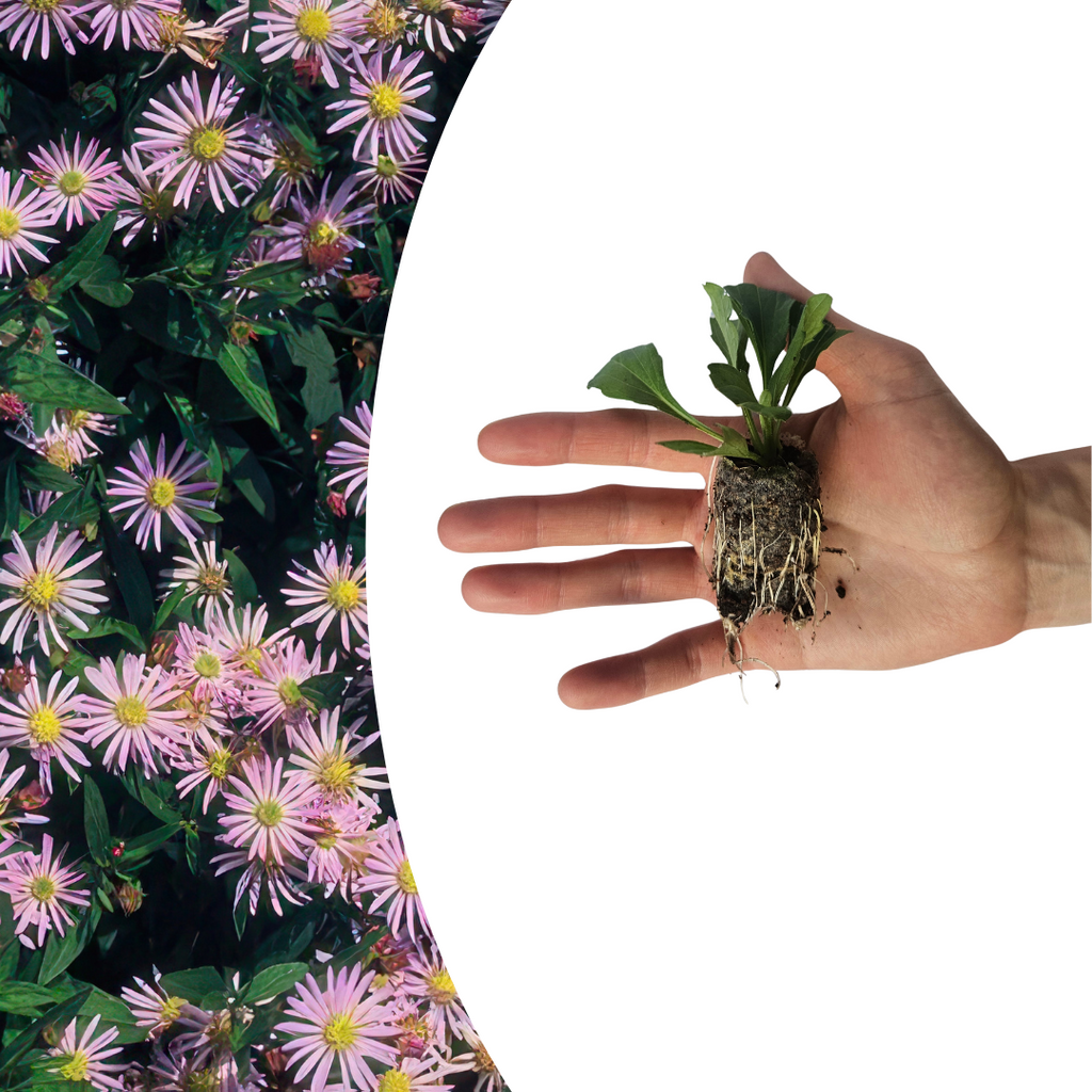 Aster