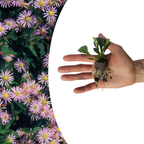Aster