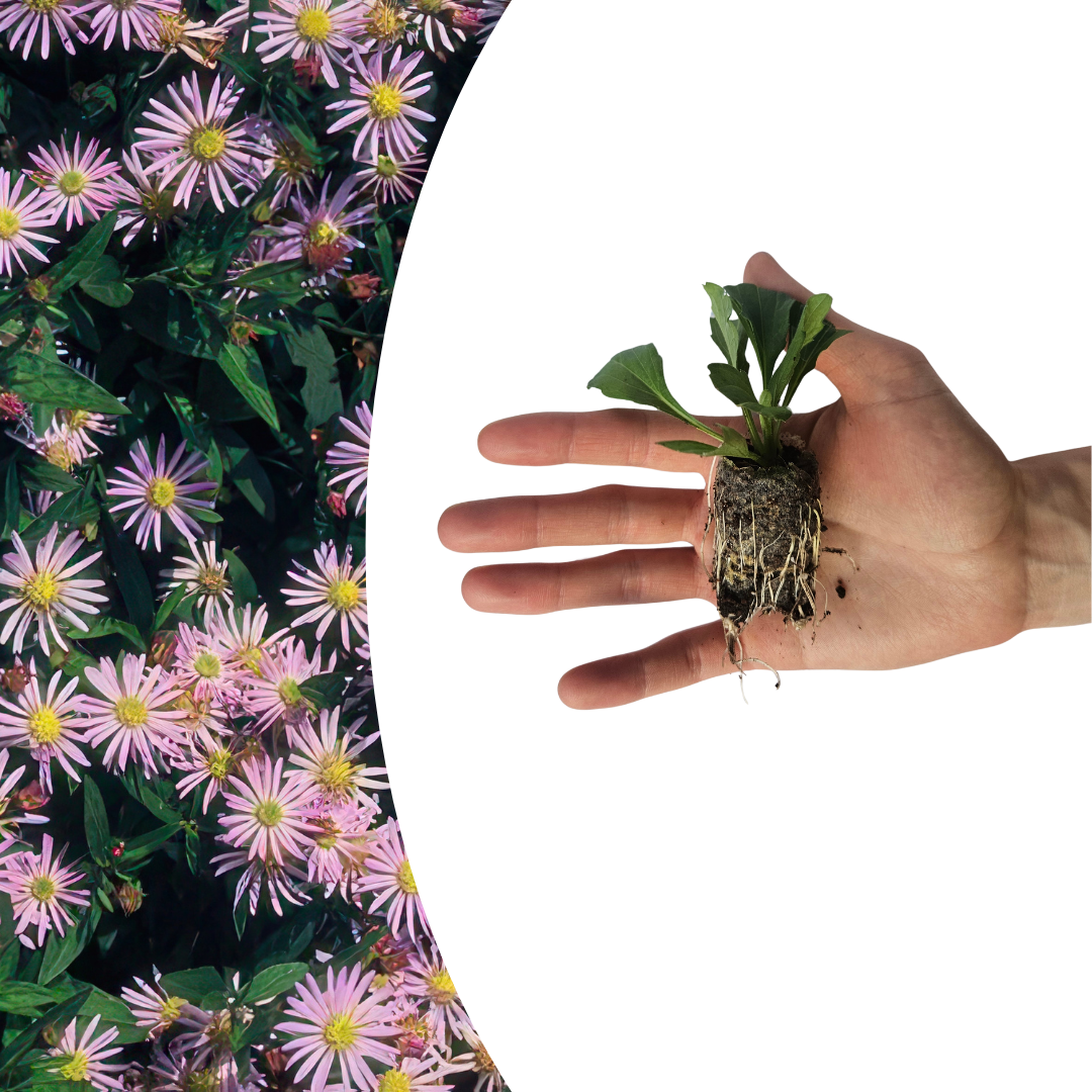 Aster