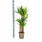 Yucca elephantipes – Ø21 cm, 90–110 cm høj