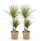 2× Dracaena Sunray (dragebreg) med kurv – Ø17 cm, 70–75 cm høj