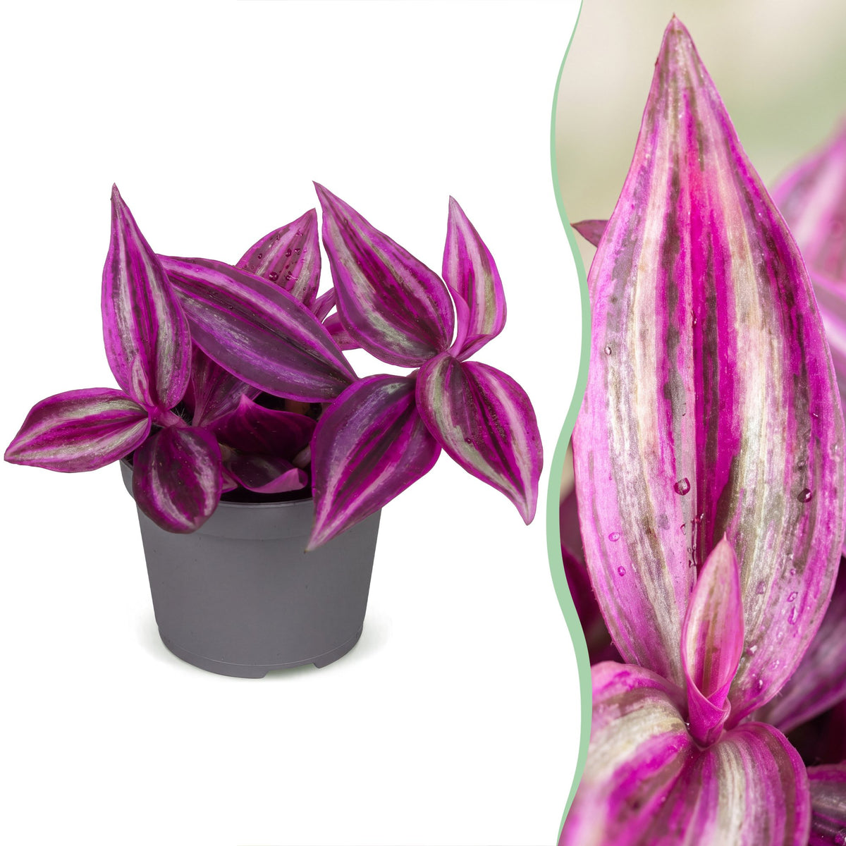 Tradescantia Pink Paradise® – Ø 6 cm, 5 cm hoch