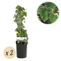 Hedera helix 'Glacier' (bladbont) – 2 planter, Ø11 cm, 40 cm høje