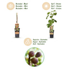 Ficus caria 'Little Miss Figgy' (fig tree) – 2 plants, Ø15 cm, 50 cm high