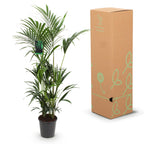 Howea forsteriana (kentiapalm) – Ø27 cm, 160–170 cm hoog