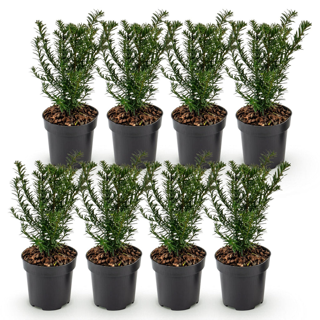 Taxus baccata (if – photo 2