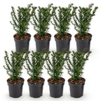 Taxus baccata (if