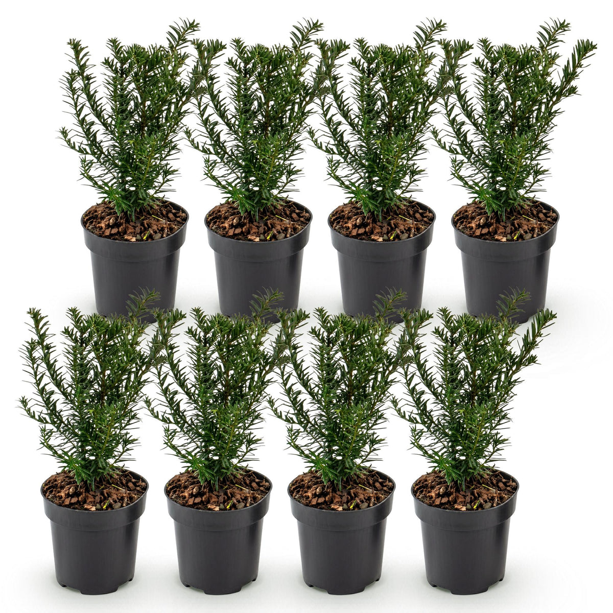 Taxus baccata (if – photo 2