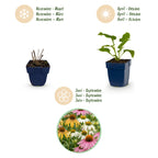 Echinacea 'Tricolour' (Sonnenhut) – gelb-rosa-weiß – 24 Pflanzen, Ø 11 cm, 15–25 cm hoch