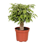 Ficus benjamina Kinky (Weihnachtsficus) – Ø 12 cm, 28 cm hoch