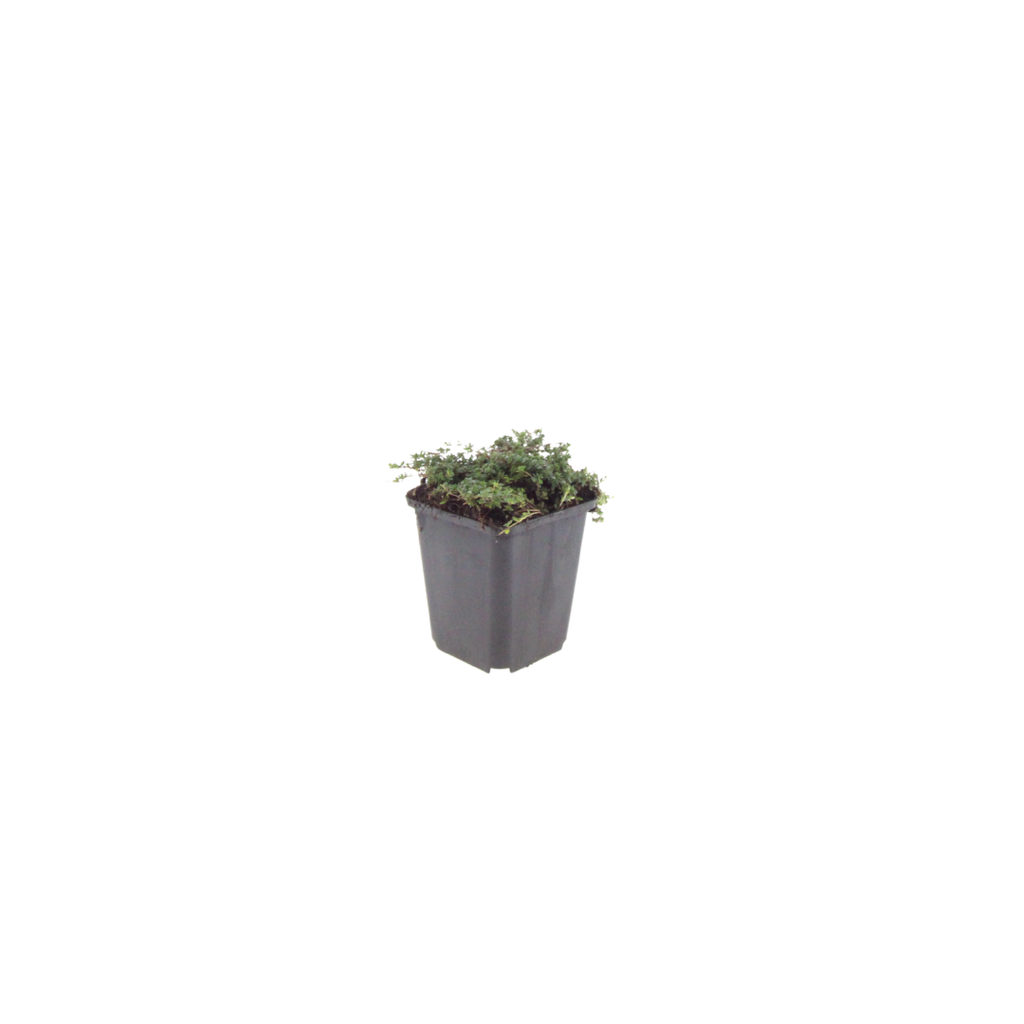 Thymus praecox 'Purple Beauty' (Zitronen-Thymian) – 60 Pflanzen, Ø9 cm, 10–25 cm hoch – Bild 2