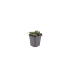 Thymus praecox 'Purple Beauty' (Zitronen-Thymian) – 60 Pflanzen, Ø9 cm, 10–25 cm hoch