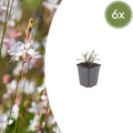 Gaura l. 'Whirling Butterflies' (Gaura) – 6 plantes, Ø9 cm, 10–25 cm de haut