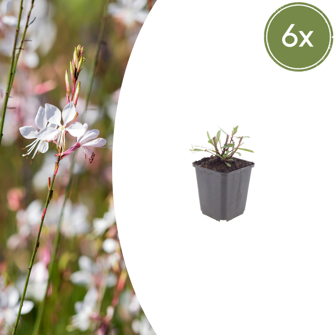 Gaura l. 'Whirling Butterflies' (Gaura) – 6 plantes, Ø9 cm, 10–25 cm de haut