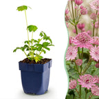 Astrantia major (astrantie majeure) – rose-blanc – 6 plantes, Ø11 cm, 15–25 cm de haut