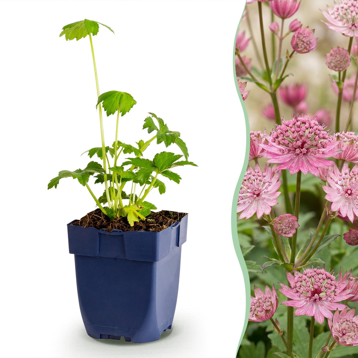 Astrantia major (astrantie majeure) – rose-blanc – 6 plantes, Ø11 cm, 15–25 cm de haut