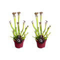2× Sarracenia Farnhamii (trompetbekerplant) – Ø12 cm, 40 cm hoog