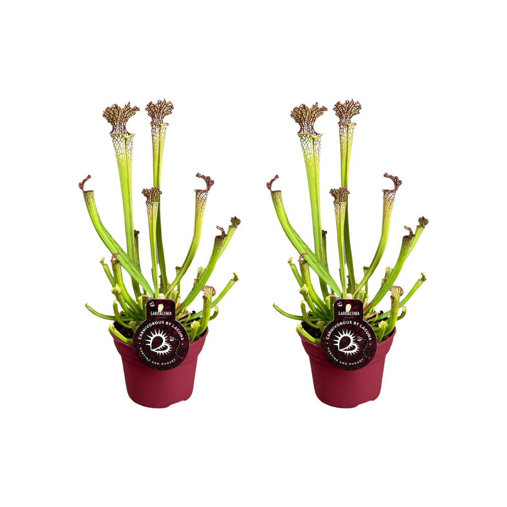2× Sarracenia Farnhamii (trompetbægerplante) – Ø12 cm, 40 cm høj