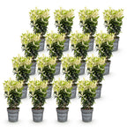 Euonymus japonica 'Paloma Blanca' (kardinaalsmuts) – wit – 16 planten, Ø9 cm, 20–30 cm hoog
