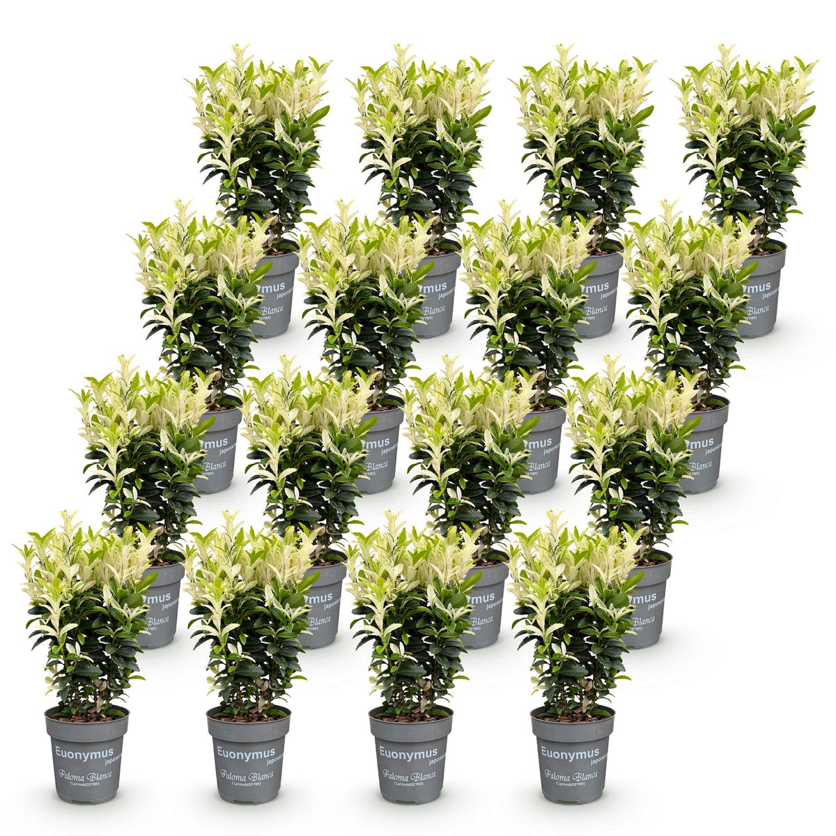 Euonymus japonica 'Paloma Blanca' (kardinaalsmuts) – wit – 16 planten, Ø9 cm, 20–30 cm hoog – foto 2