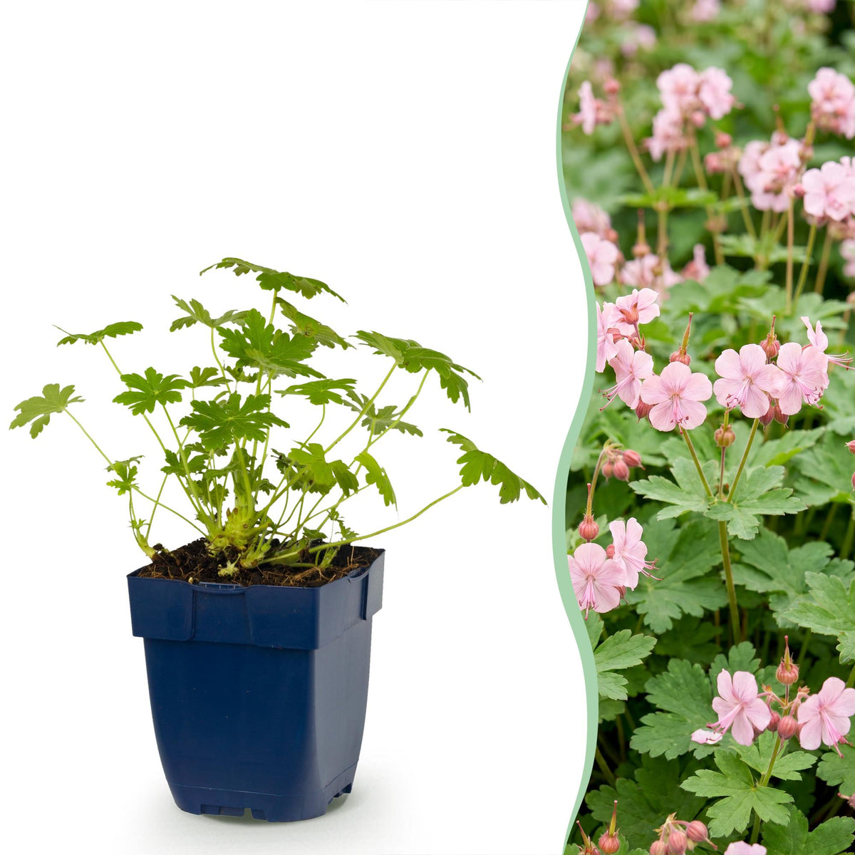Geranium macrorrhizum 'Ingwersen’s Variety' (cranesbill) – light pink – 6 plants, Ø11 cm, 15–25 cm high