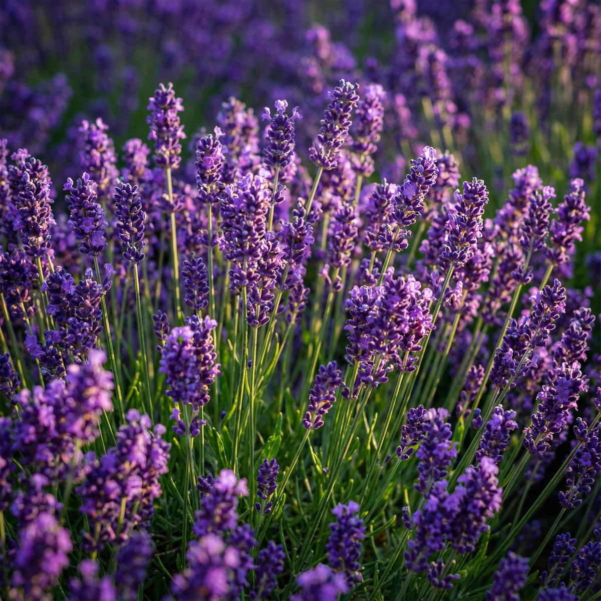 Lavandula angustifolia 'Munstead' (lavendel) – paars – Ø12 cm, 15–25 cm hoog