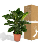 Calathea zebrina – Ø19 cm, 75 cm de haut