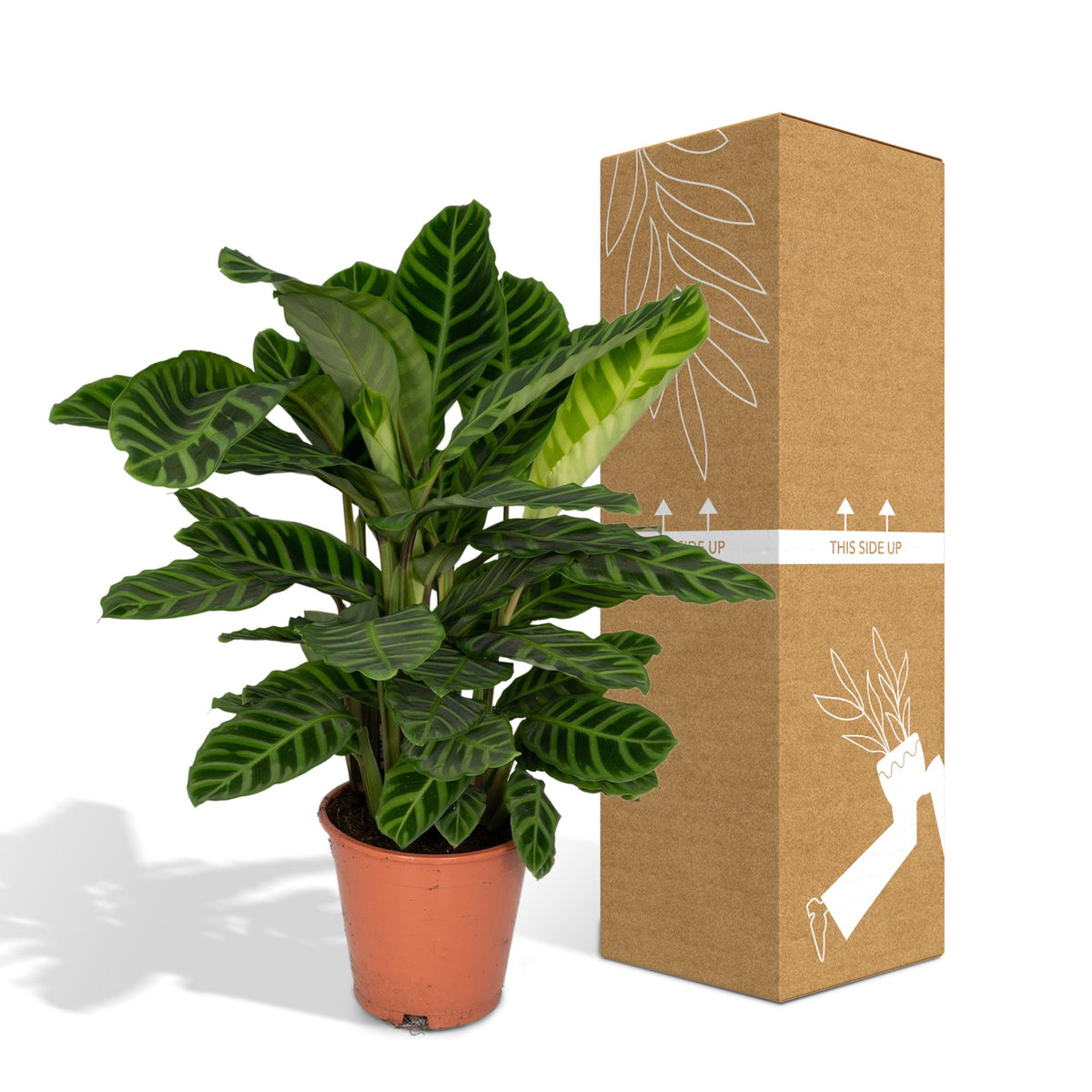 Calathea zebrina – Ø19 cm, 75 cm de haut