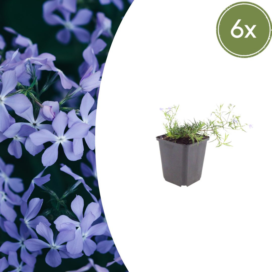 Phlox 'Emerald Cushion Blue-' (Leuchterblume) – 6 Pflanzen, Ø9 cm, 10–25 cm hoch