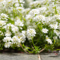 Iberis semp. 'Schneeflocke' (candytuft) – 12 plants, Ø9 cm, 10–25 cm high