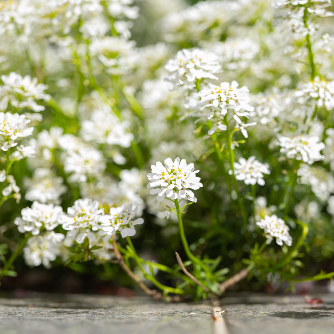 Iberis semp. 'Schneeflocke' (Schleierkraut) – 12 Pflanzen, Ø9 cm, 10–25 cm hoch – Bild 7