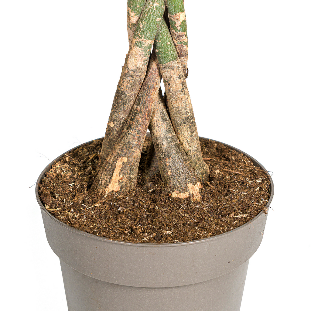Pachira aquatica (geldboom) – Ø27 cm, 130–150 cm hoog
