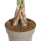 Pachira aquatica (geldboom) – Ø27 cm, 130–150 cm hoog