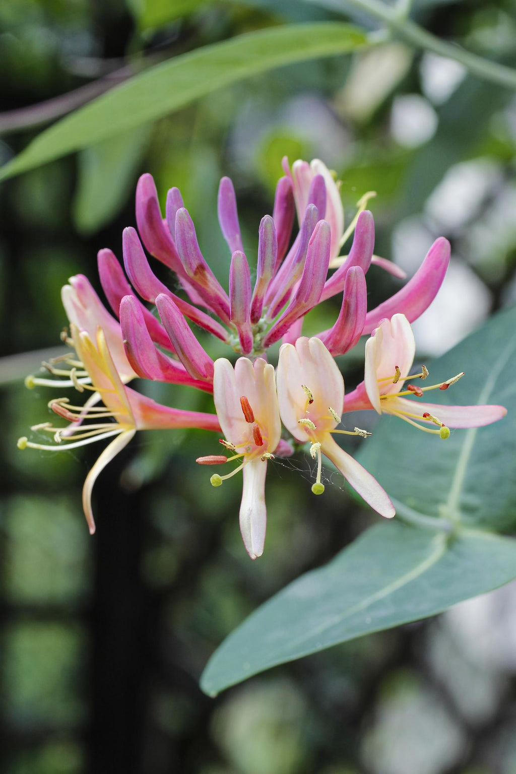 Lonicera periclymenum 'Belgica' (honeysuckle) – Ø15 cm, 65 cm high – photo 2