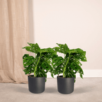 2× Monstera Monkey Leaf (plante percée) – Ø12 cm, 30 cm de haut