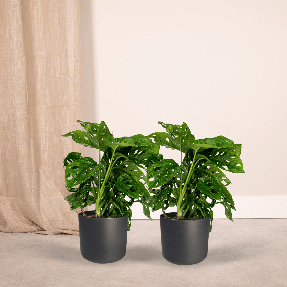 2× Monstera Monkey Leaf (plante percée) – Ø12 cm, 30 cm de haut