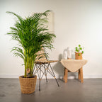 Areca (Dypsis) mit Korb – Ø24 cm