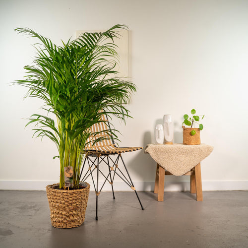 Areca (Dypsis) avec panier – Ø24 cm