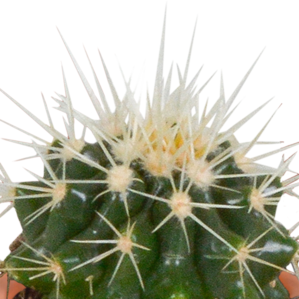 15× Mélange de cactus et plantes grasses (Cactaceae) sans pot décoratif – Ø6 cm, 13 cm de haut